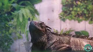 REPTILES