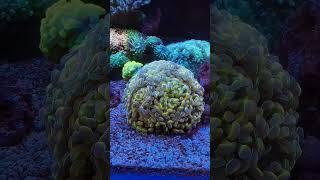 CORALS