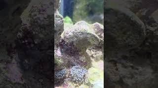 AQUARIUM EAU DE MER