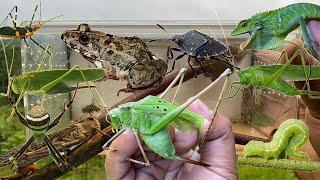 AMPHIBIANS