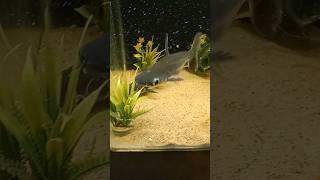 AQUARIUM EAU DOUCE