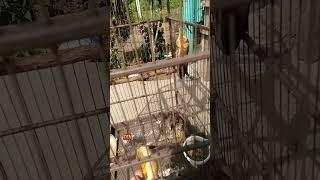 BIRDS