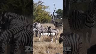 MAMMALS