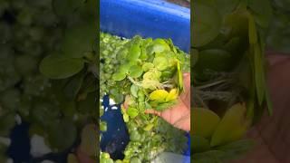 AQUARIUM PLANTS