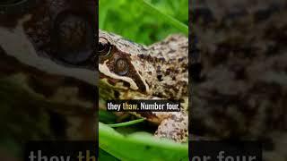 AMPHIBIENS