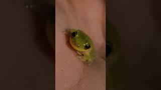 AMPHIBIANS