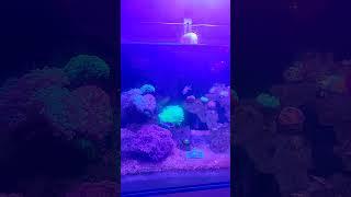 SEA WATER AQUARIUM