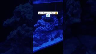 SEA WATER AQUARIUM
