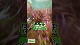 AQUARIUM PLANTS
