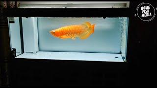 PLANTES AQUARIUM