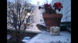 OISEAUX
