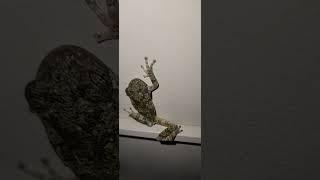 AMPHIBIENS