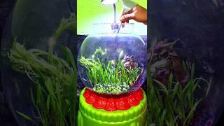 AQUARIUM PLANTS