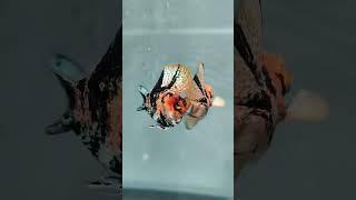 AQUARIUM EAU DOUCE