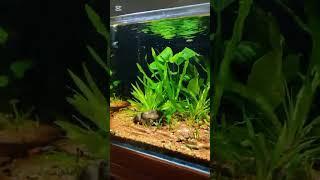 PLANTES AQUARIUM