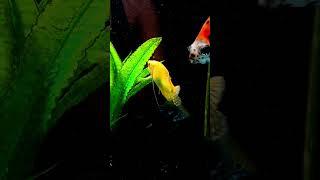 FRESHWATER AQUARIUM