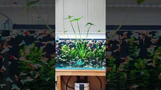AQUARIUM PLANTS