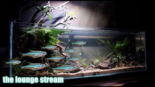 FRESHWATER AQUARIUM