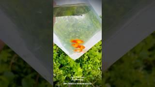 PLANTES AQUARIUM