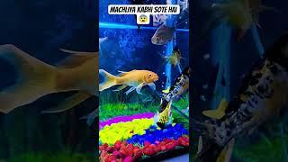 FRESHWATER AQUARIUM