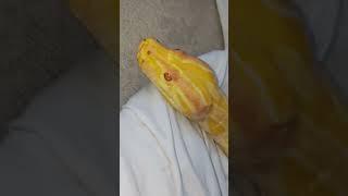 REPTILES