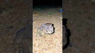 AMPHIBIENS