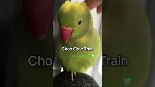 OISEAUX