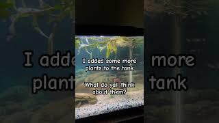 AQUARIUM PLANTS