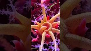 SEA WATER AQUARIUM
