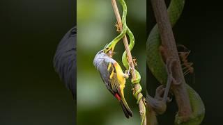 OISEAUX