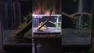 FRESHWATER AQUARIUM