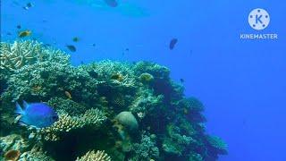 CORALS
