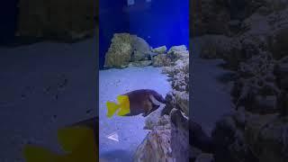 SEA WATER AQUARIUM