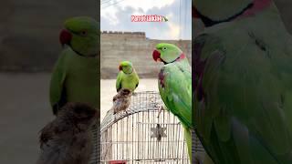 OISEAUX