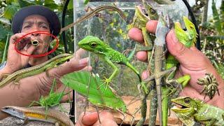 REPTILES