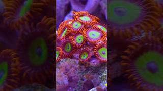 CORALS