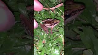 AMPHIBIENS