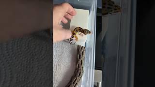REPTILES