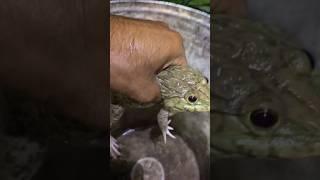 AMPHIBIENS
