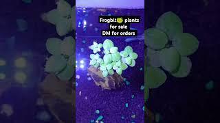 AQUARIUM PLANTS