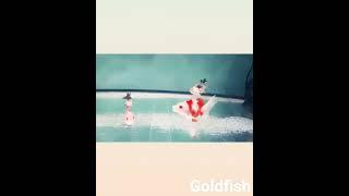 AQUARIUM EAU DOUCE