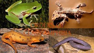 AMPHIBIANS