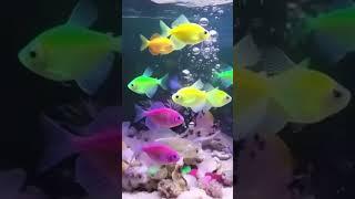 AQUARIUM EAU DOUCE